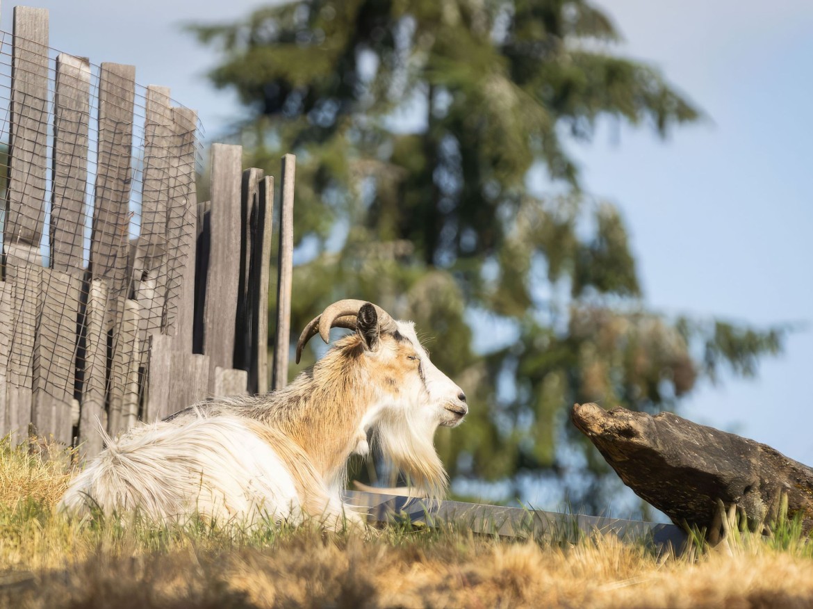 Goats on the Roof