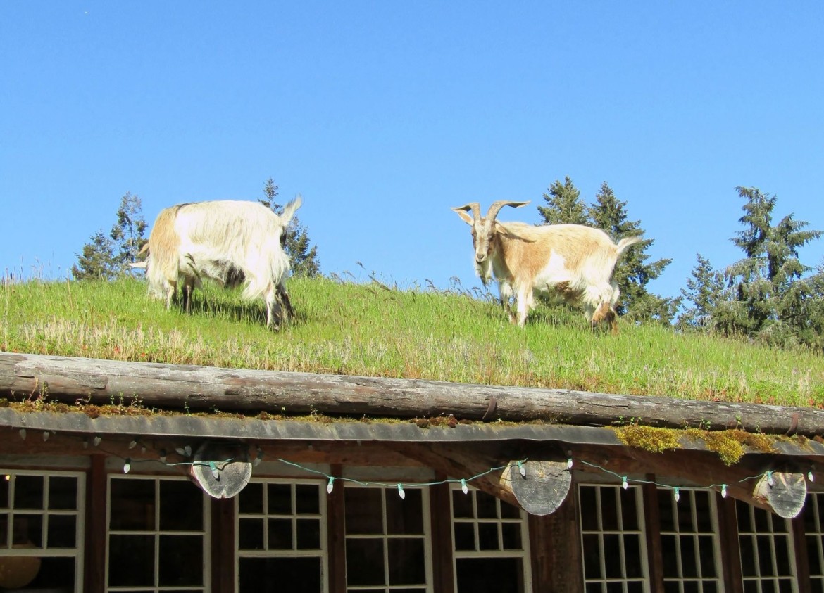 Coombs Market - Goats on the Roof