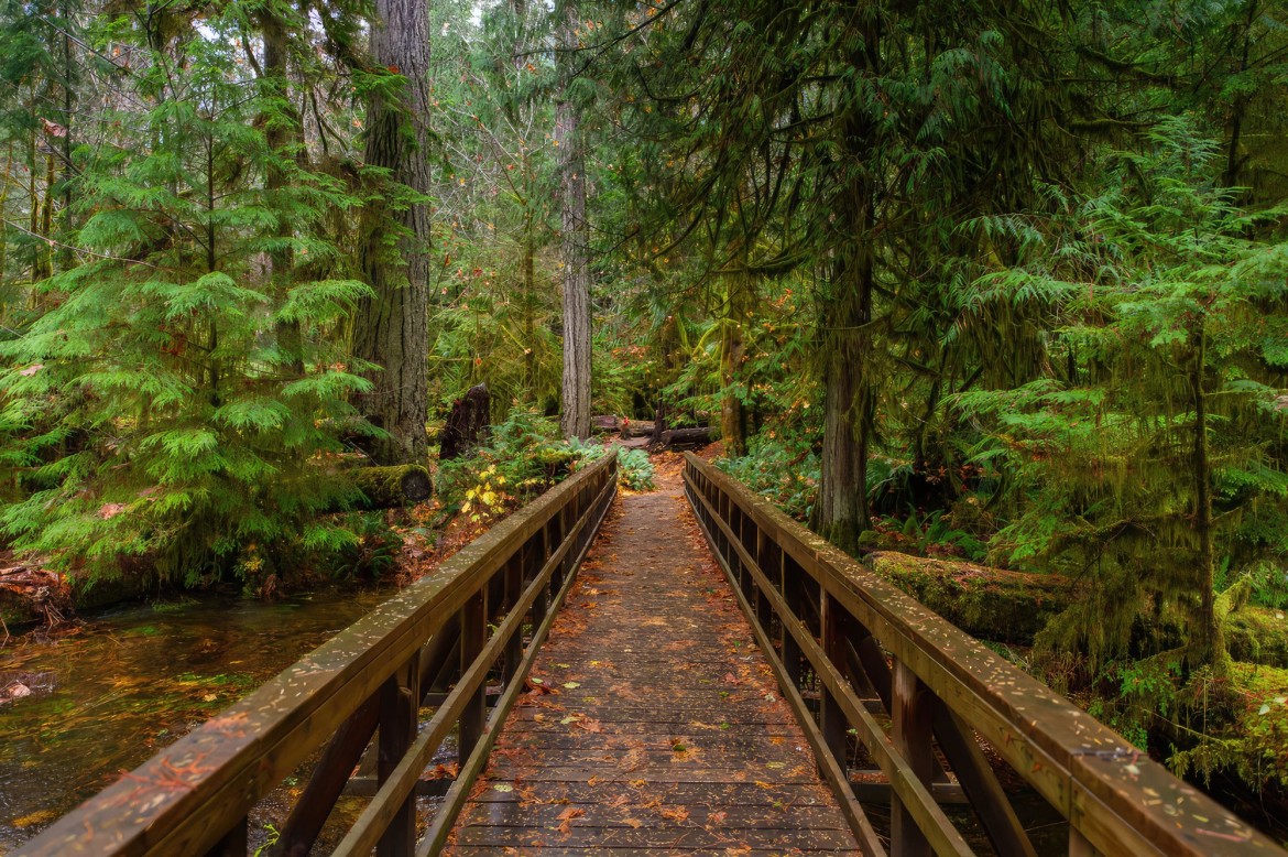 Fall colours on Vancouver Island