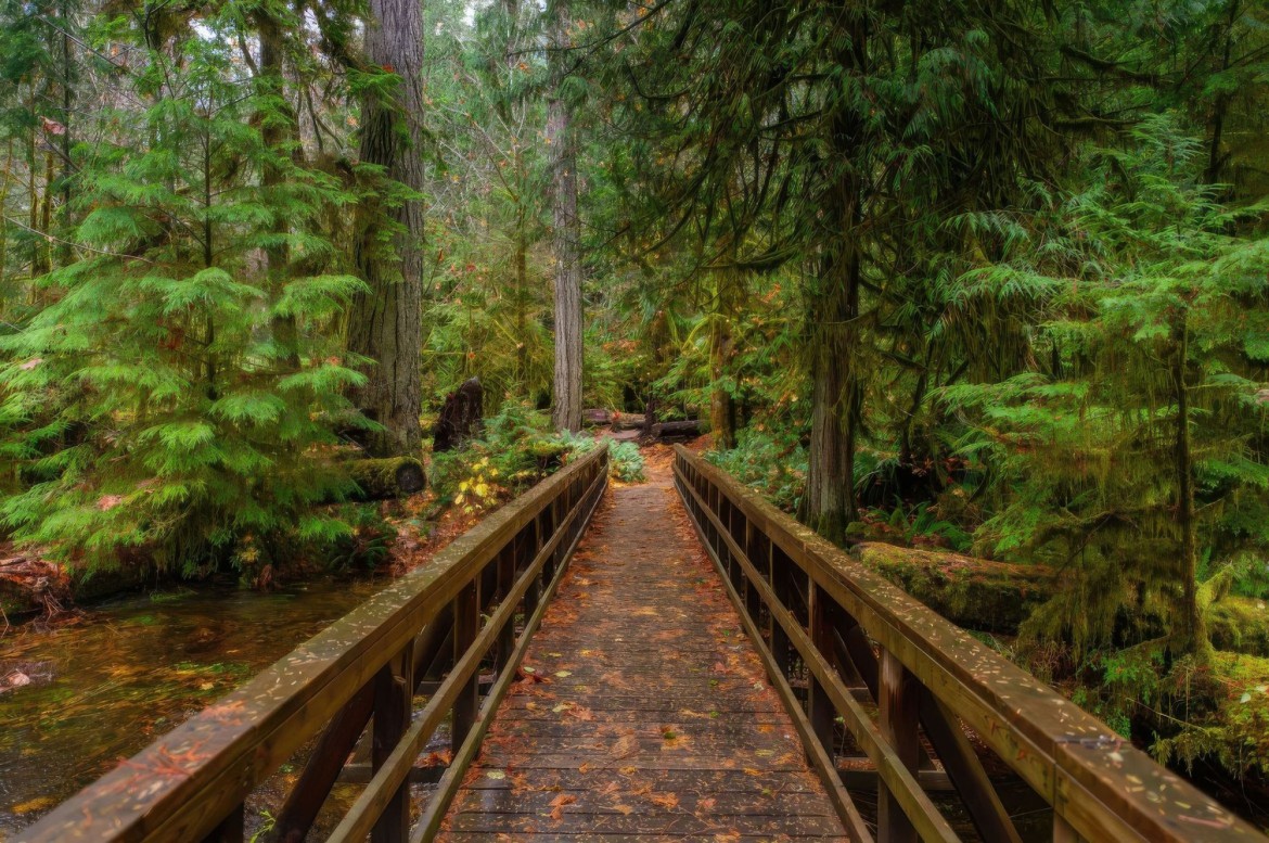 Cathedral Grove near Parksville BC
