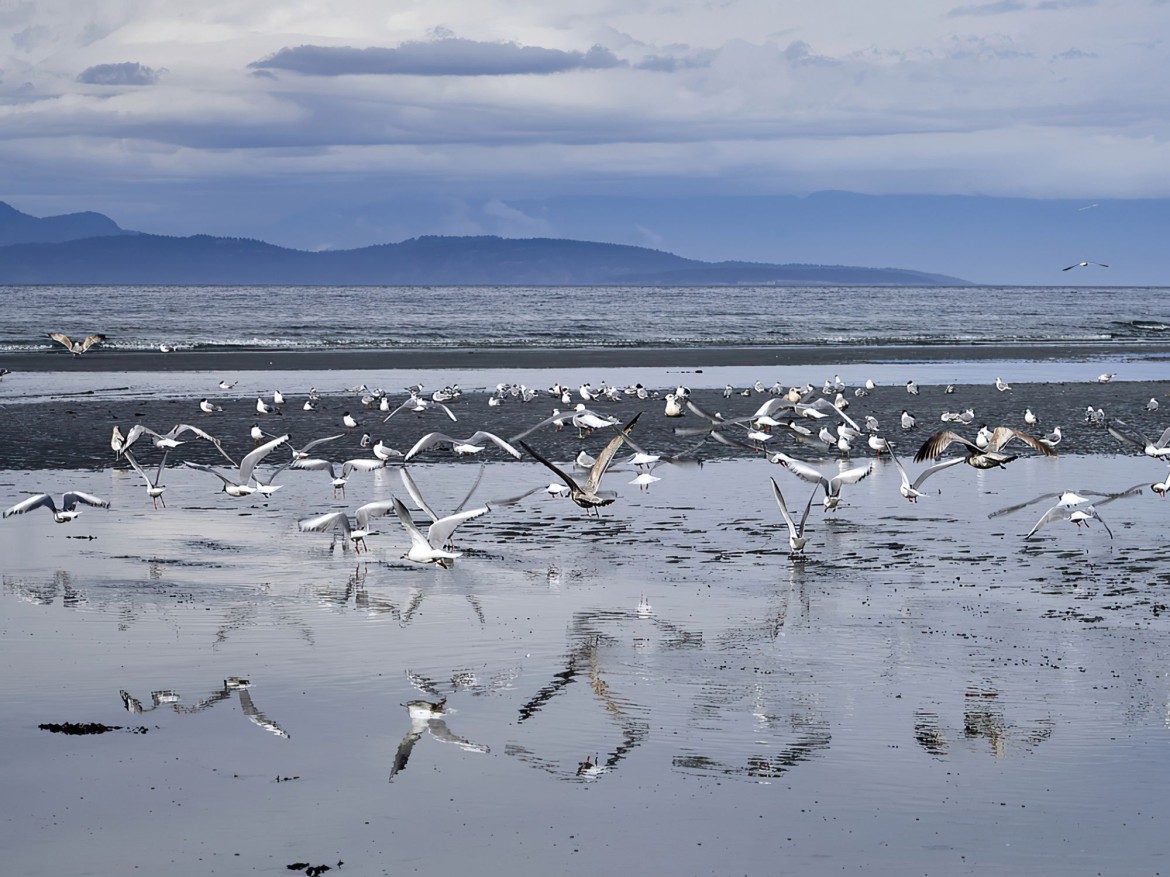 Pacific herring run