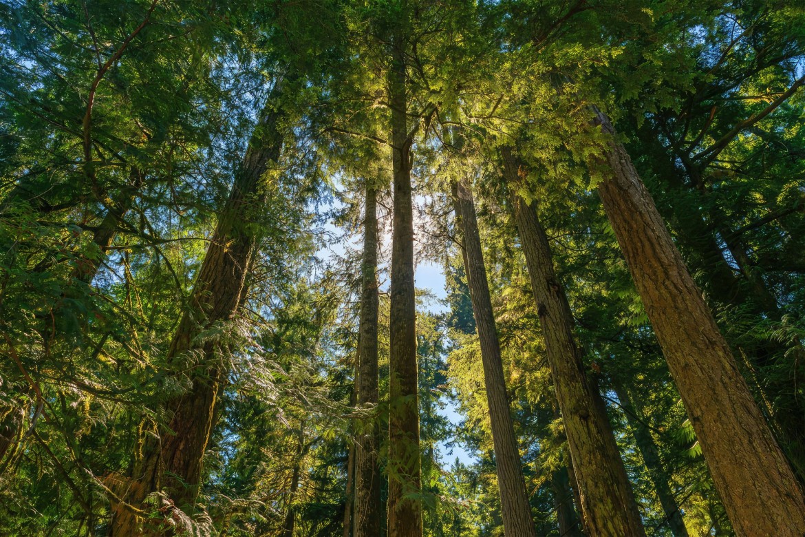 Qualicum Beach Heritage Forest