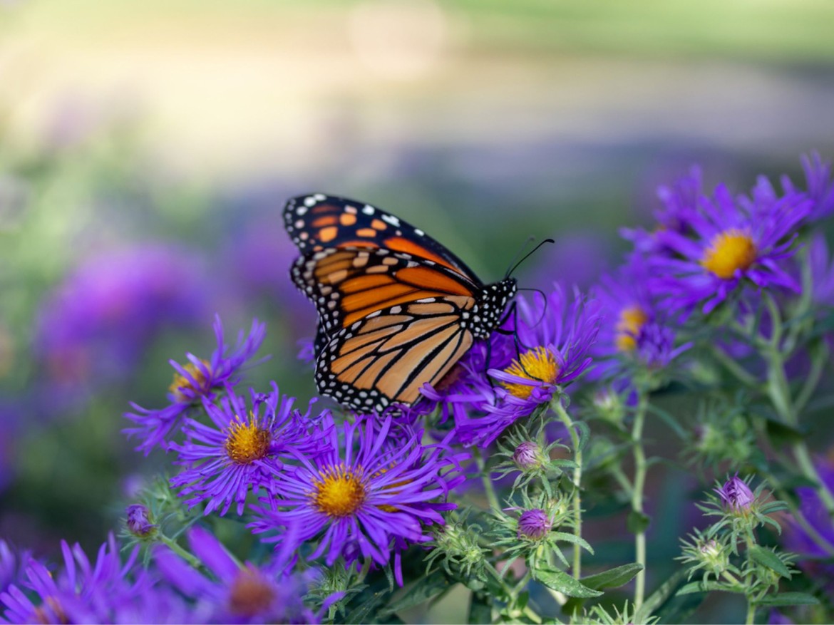 Butterfly World in Parksville