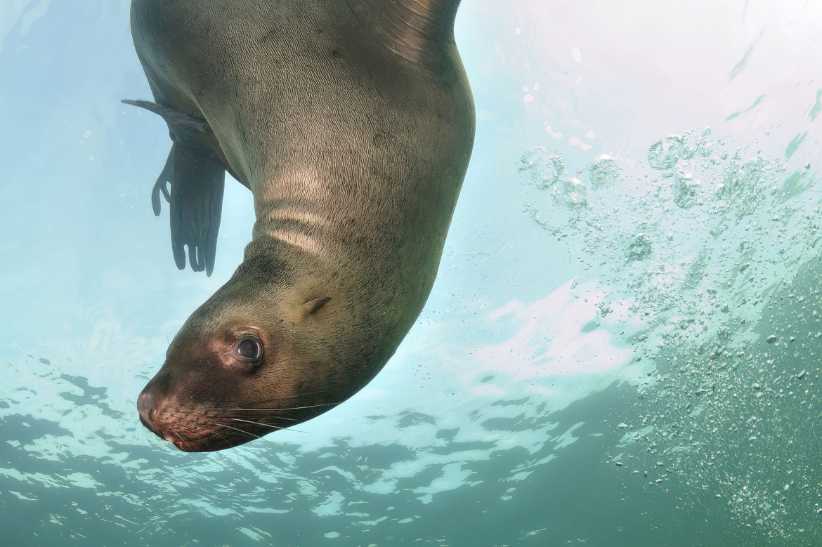 Scuba Diving near Parksville