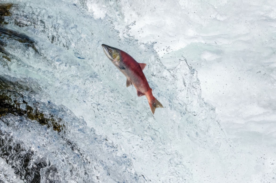 Spawing Salmon