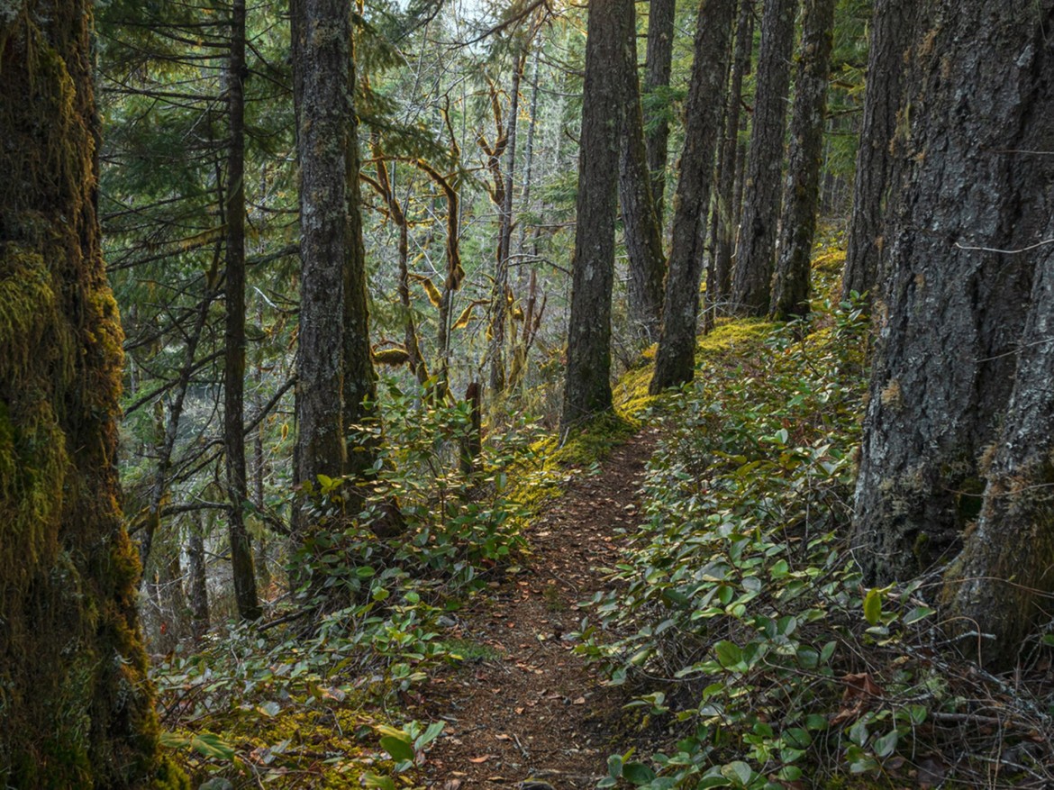 Cowinchan Valley Trail