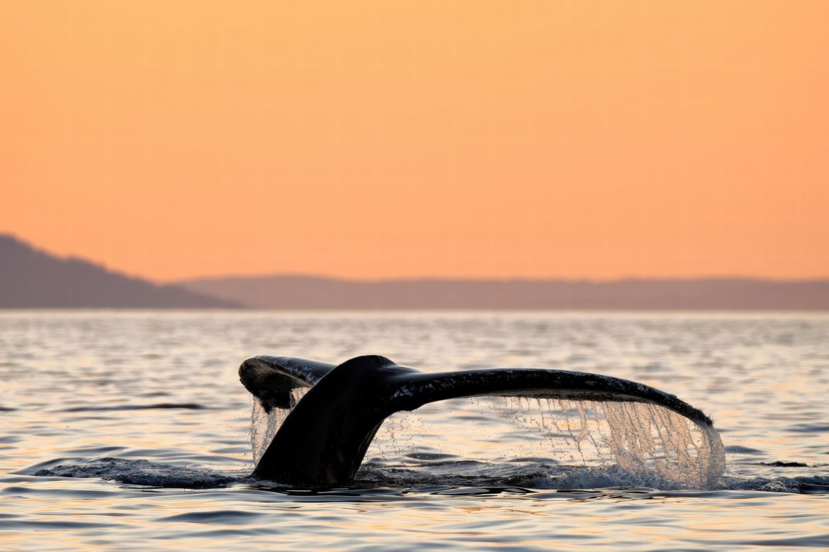 Whale watching in the Straight of Georgia