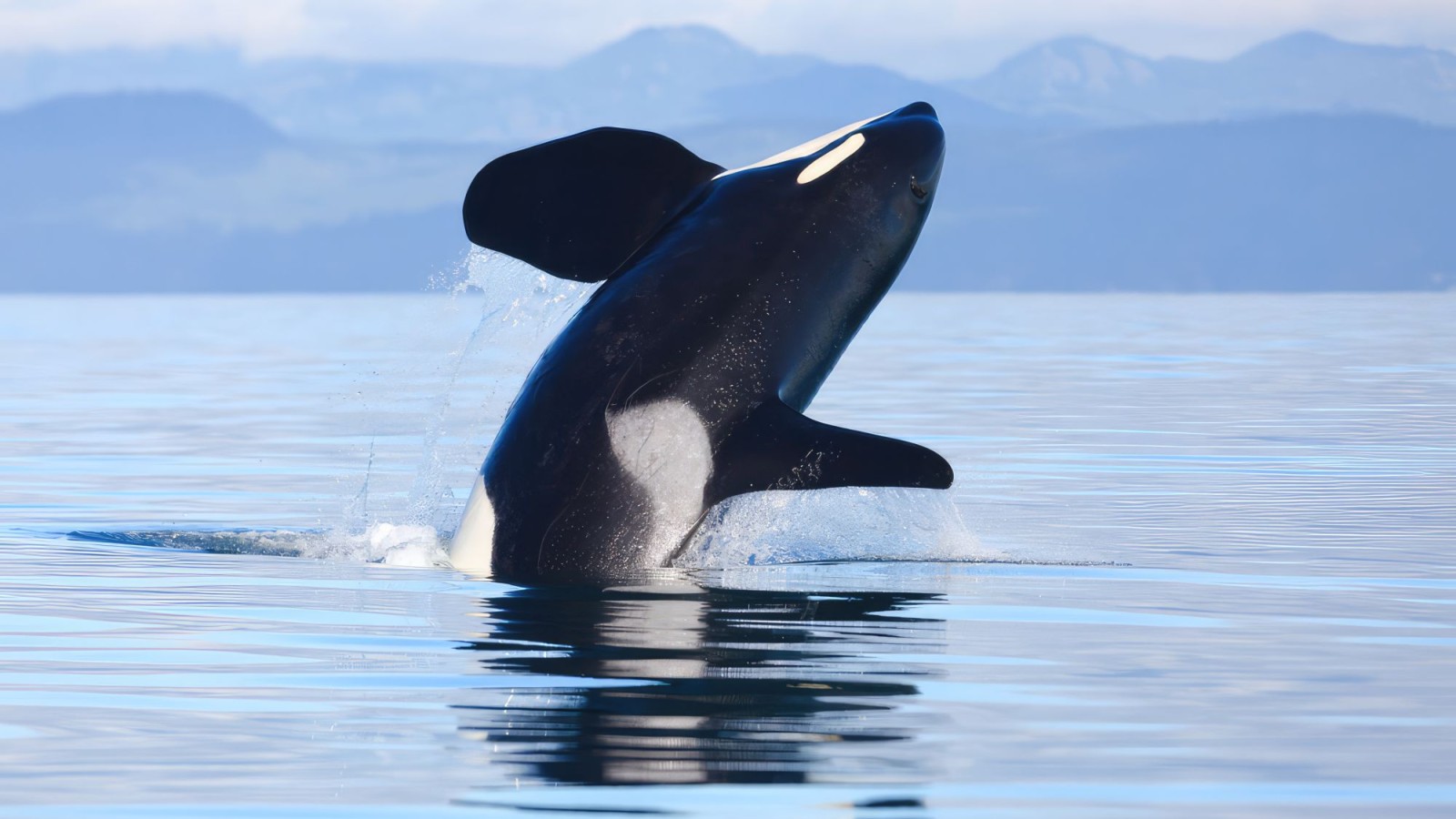 Orcas breaching off the coast of Parksville, BC