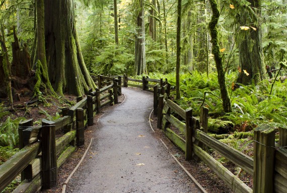 Cathedral Grove in MacMillan Provincial Park