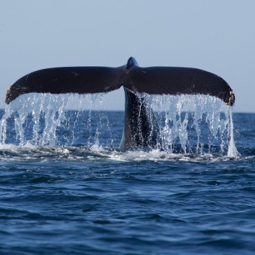 Humpback Whale